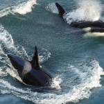 (Photo by Sarah Geist) An orca sprays water from its blowhole, while another dives down, near Deception Pass.