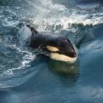 (Photo by Sarah Geist) Orcas have a thick layer of orange blubber for their first year of life. Geist explained that is how she was able to recognize T36B1A Maple.