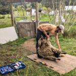 Kevin Dunham demonstrates his sheep shearing technique at the Fiber Fest (photo by Karen Achabal)