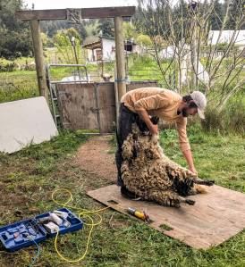 Kevin Dunham demonstrates his sheep shearing technique at the Fiber Fest (photo by Karen Achabal)