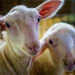 (Photo by David Welton) Glendale Shepherd is home to a cross of these adorable European East Friesian and Lacaune lambs.