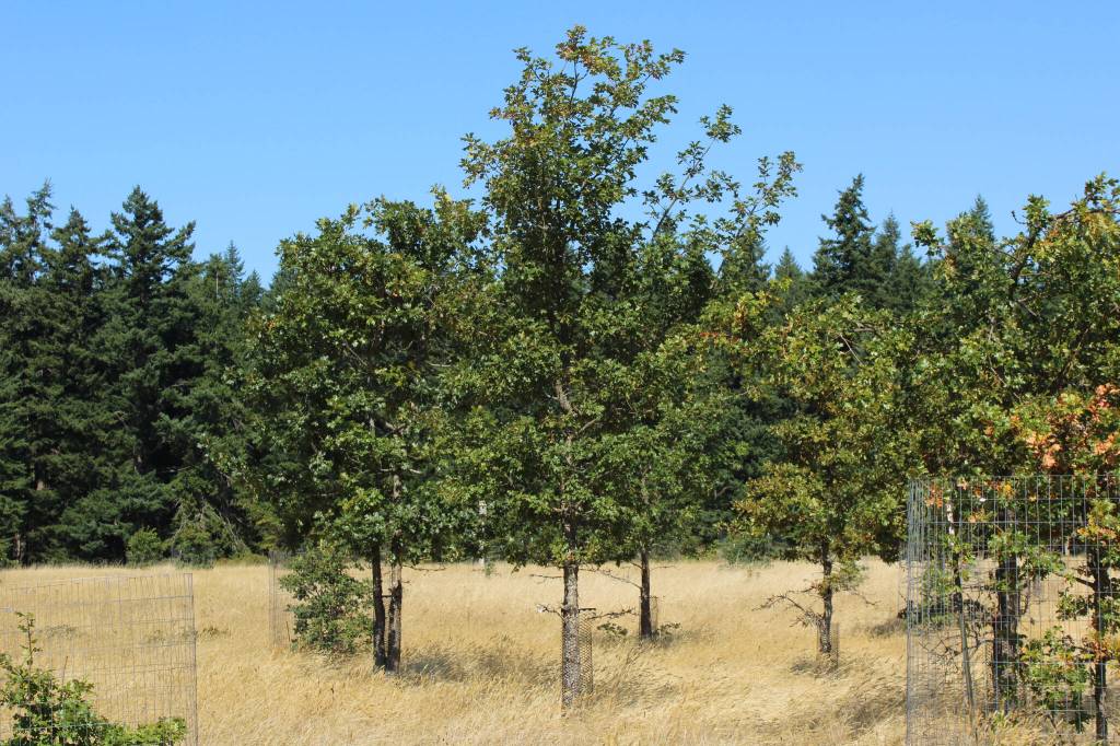 (Photo by Allyson Ballard) Neis and Peskuric explained that one Garry oak can support up to 300 species, making its re-population a top priority.
