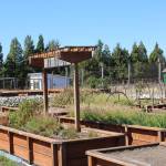 (Photo by Allyson Ballard) The institutes native plant center includes a greenhouse, shade area and nursery beds, all used to grow more than 50 species of rare and threatened native plants.