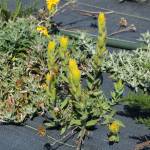 (Photo by Allyson Ballard)
Re-population of the golden paintbrush, or Castilleja levisecta, is the focus of much of the institutes effort.