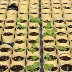 (Photo by Allyson Ballard) Seed sprouts are grown before being reintroduced to the prairie lands.