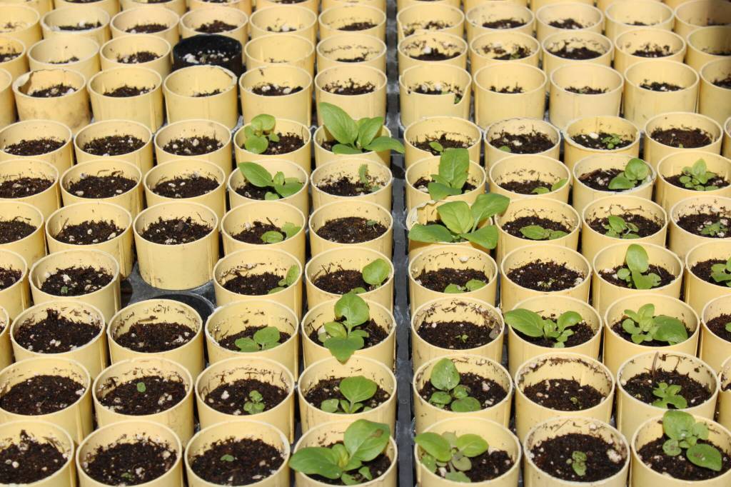 (Photo by Allyson Ballard) Seed sprouts are grown before being reintroduced to the prairie lands.