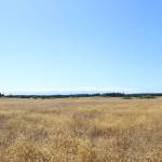 (Photo by Allyson Ballard) The institute is working to rehabilitate 140 acres of prairie in Central Whidbey.