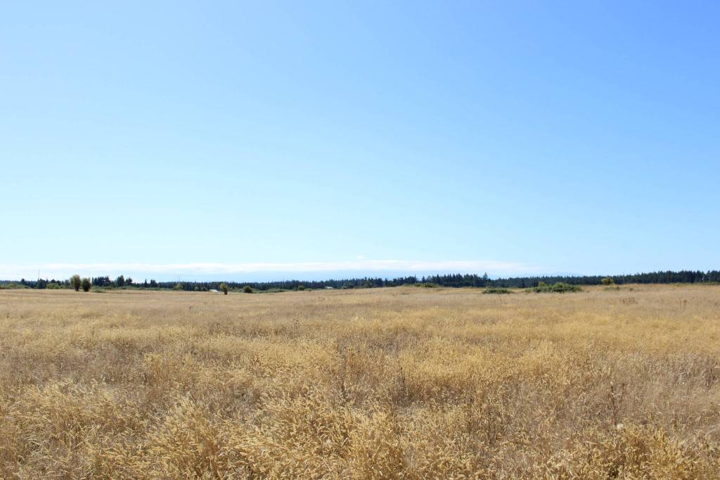 (Photo by Allyson Ballard) The institute is working to rehabilitate 140 acres of prairie in Central Whidbey.