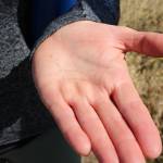(Photo by Allyson Ballard) Golden paintbrush seeds dazzle ever so slightly in the unrelenting prairie sun.