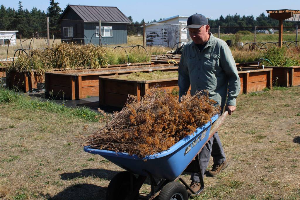 (Photo by Allyson Ballard) Yarrow, the freshly whacked seeds of which Jim Peskuric transports here, is one of two host plants the golden paintbrush must grow with.