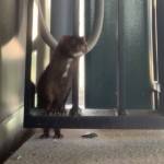 (Screenshot from Washington State Ferries video) Melvin the American mink has been hanging around the Mukilteo ferry terminal over the past few weeks.