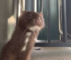 (Screenshot from Washington State Ferries video) Melvin the American mink has been hanging around the Mukilteo ferry terminal over the past few weeks.