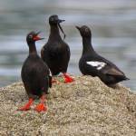 (Photo by Govinda Holtby) A trio of pigeon guillemots hangs out on the land, somewhat resembling penguins.