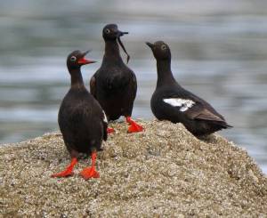(Photo by Govinda Holtby) A trio of pigeon guillemots hangs out on the land, somewhat resembling penguins.