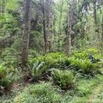 Photo provided
The Lagoon Point Community Forest consists of 265 acres of unbroken forestland.