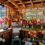 (Photo by David Welton) This time of year, the Dahlia House is bursting with blooms.