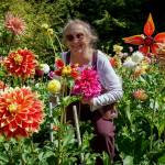 (Photo by David Welton) Tandy Scott in one of her three dahlia gardens at her Greenbank home. She brings bouquets of dahlias to the hospital and an assisted living facility on Whidbey.