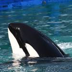 Photo by Kaarina Makowski.
Tokitae was captivity at the Miami Seaquarium before her death in 2023.