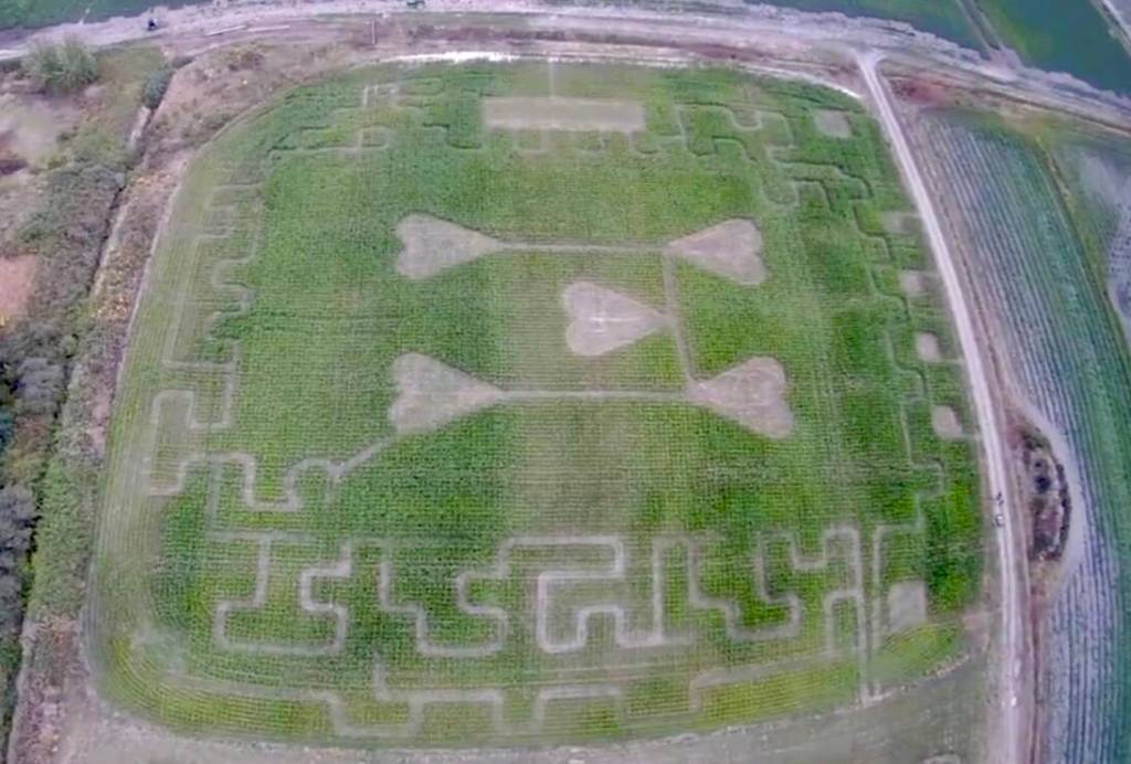 (Photo provided) The corn maze is shaped like a five of hearts. It was designed and cut by Steve Hilborn.