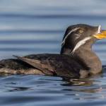 Craig Johnson took this photo of a rhinoceros auklet.