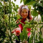 (Photo by David Welton) The harvest is in full swing at Fainting Goat Farms.