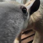 Photo by Payton Wilson
Northwest Wildlife Sanctuary is home to two cute and curious lesser anteaters responsible for quite a bit of buzz online recently.