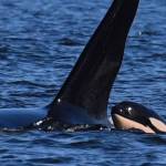 Photo by Bill Hoglund/SeaDoc Society
A new calf, J64, was born last week and first seen near Whidbey Island.
Photo by Bill Hoglund/SeaDoc Society
A baby orca was photographed in the water between Whidbey and Camano islands.