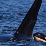 (BILL HOGLUND/SeaDoc Society)