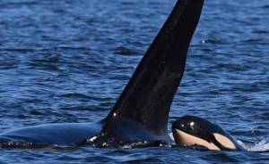 (BILL HOGLUND/SeaDoc Society)