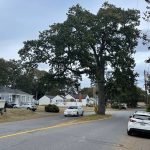 (Photo by Jessie Stensland) An iconic oak grows in the middle of an Oak Harbor street known as the Avenue of Oaks.