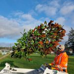 City of Oak Harbor photo
Oak Harbor arborist Robert Bailey hauls a tree to be planted.