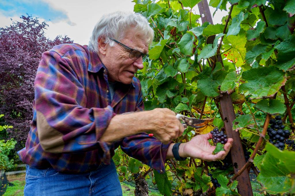 A volunteer, Steve Eirschele, concentrates on clipping the grapes. (Photo by David Welton)