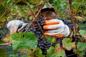 Photo by David Welton
Nik Williams clips grapes off the vine.
