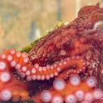 (SEA Discovery Center image) The juvenile Giant Pacific octopus was found in a bottle on Whidbey and taken to an aquarium.