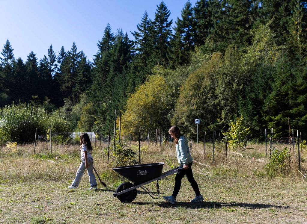 Olivia Vanni / The Herald
A student pushes a wheelbarrow of sifted compost during class at South Whidbey Elementary School on Sept. 22, 2025 in Langley, Washington.