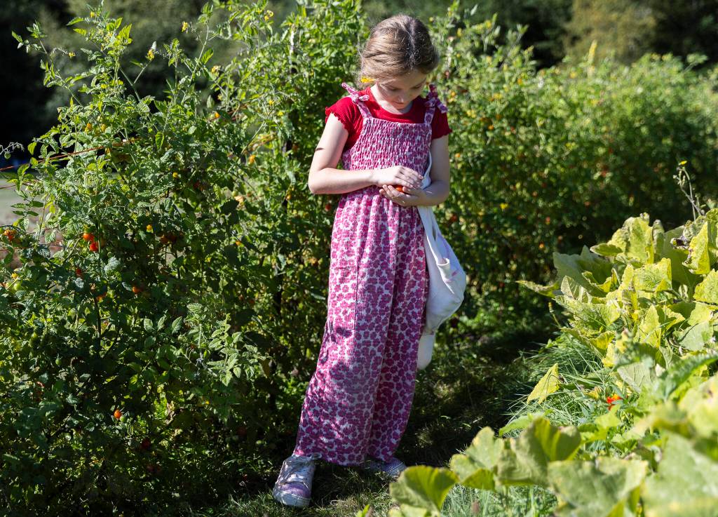 Ayla Brogan gathers cherry tomatoes from the garden during class at South Whidbey Elementary School on Sept. 22, 2025 in Langley, Washington. (Olivia Vanni / The Herald)