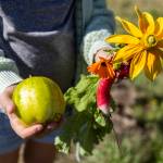 A handful of fruit, vegetables and flowers grown in the garden behind South Whidbey Elementary School on Sept. 22, 2025 in Langley, Washington. (Olivia Vanni / The Herald)