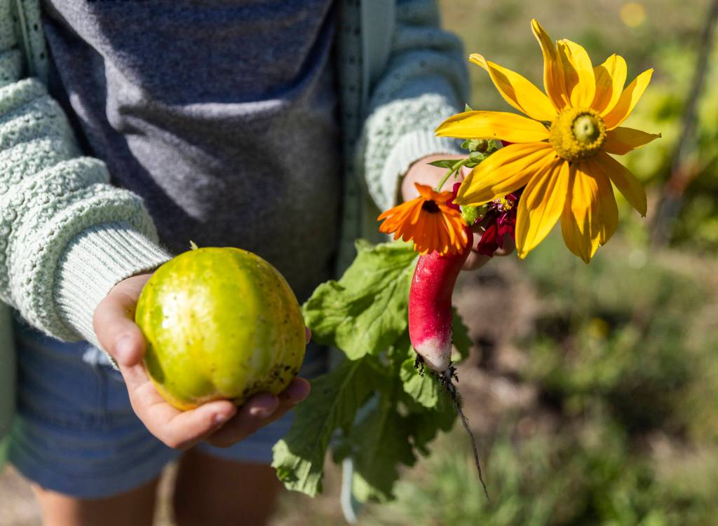 A handful of fruit, vegetables and flowers grown in the garden behind South Whidbey Elementary School on Sept. 22, 2025 in Langley, Washington. (Olivia Vanni / The Herald)