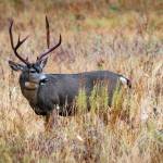 A Whidbey buck in a field of autumn grass. (Photo by David Welton)