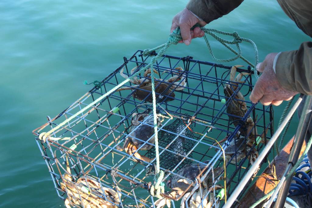 (Photo by Marina Blatt) Smith lifted the crabs from the teal ocean water.