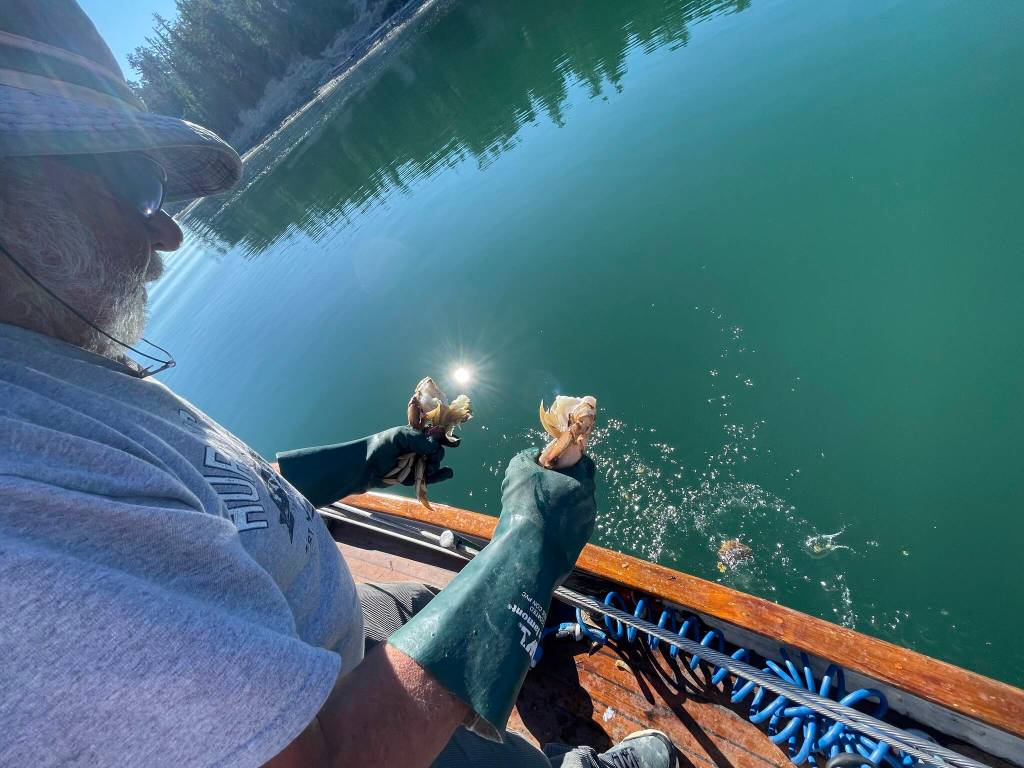 (Photo by Marina Blatt) Smith simultaneously bashed the crabs back on a pole and pulled its legs apart, letting the shells and unwanted bits fall into the sea.