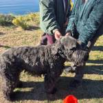 (Photo provided) Cosmo was stoked to reunite with his owner.