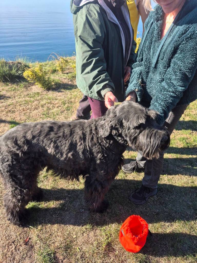 (Photo provided) Cosmo was stoked to reunite with his owner.