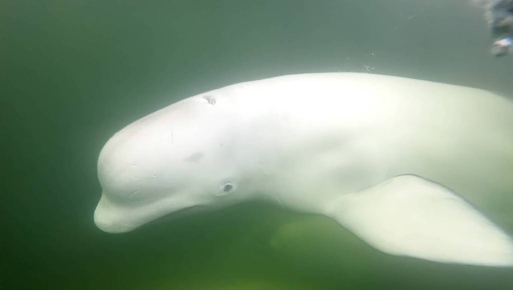 (Photo by Laina Stonefelt) A curious beluga whale swims in Hudson Bay.
