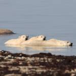 (Photo by Laina Stonefelt) A polar bear and her two cubs enjoy the subarctic waters of Hudson Bay on a hot summer day.