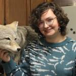 Houser is learning how to mount mammals like this coyote, which will be displayed at the Island County Historical Museum in Coupeville. (Photo by Allyson Ballard)