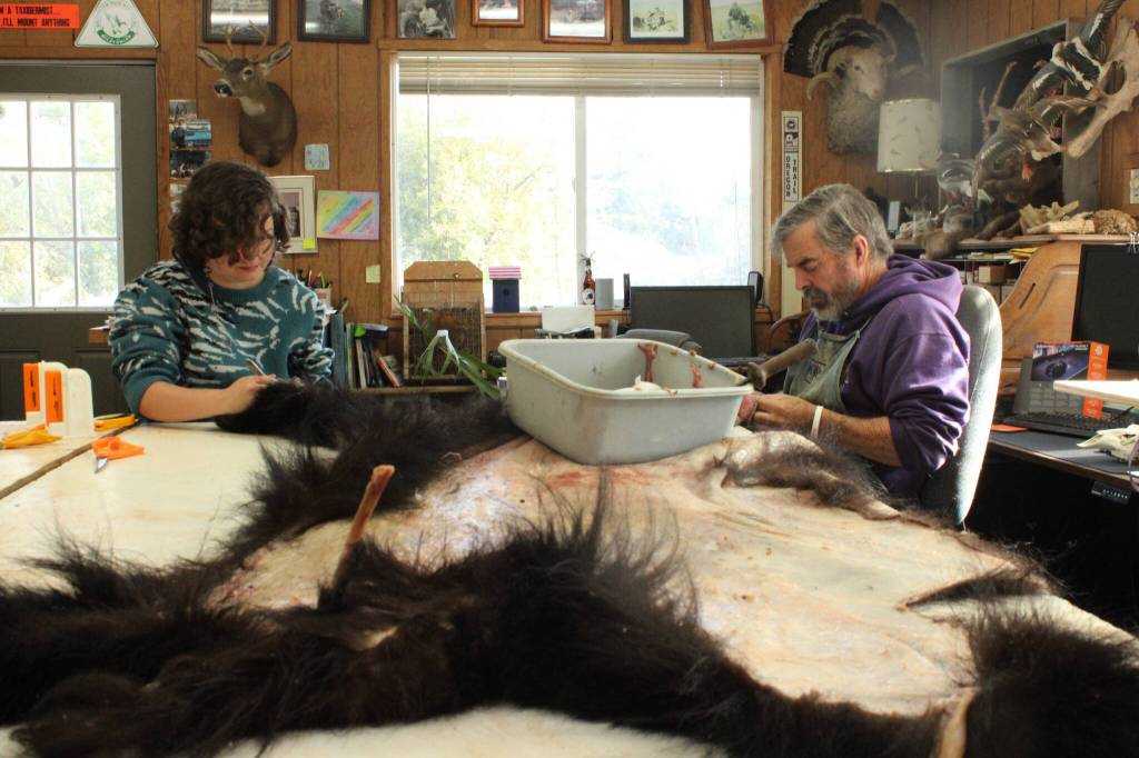 Matt Klope and his apprentice, Emily Houser, revive the dead at Whidbey Island Taxidermy. (Photo by Allyson Ballard)