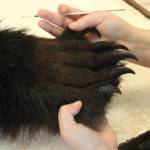 Before carcasses can be mounted, they must be cleaned extensively so as to prevent decay. (Photo by Allyson Ballard)