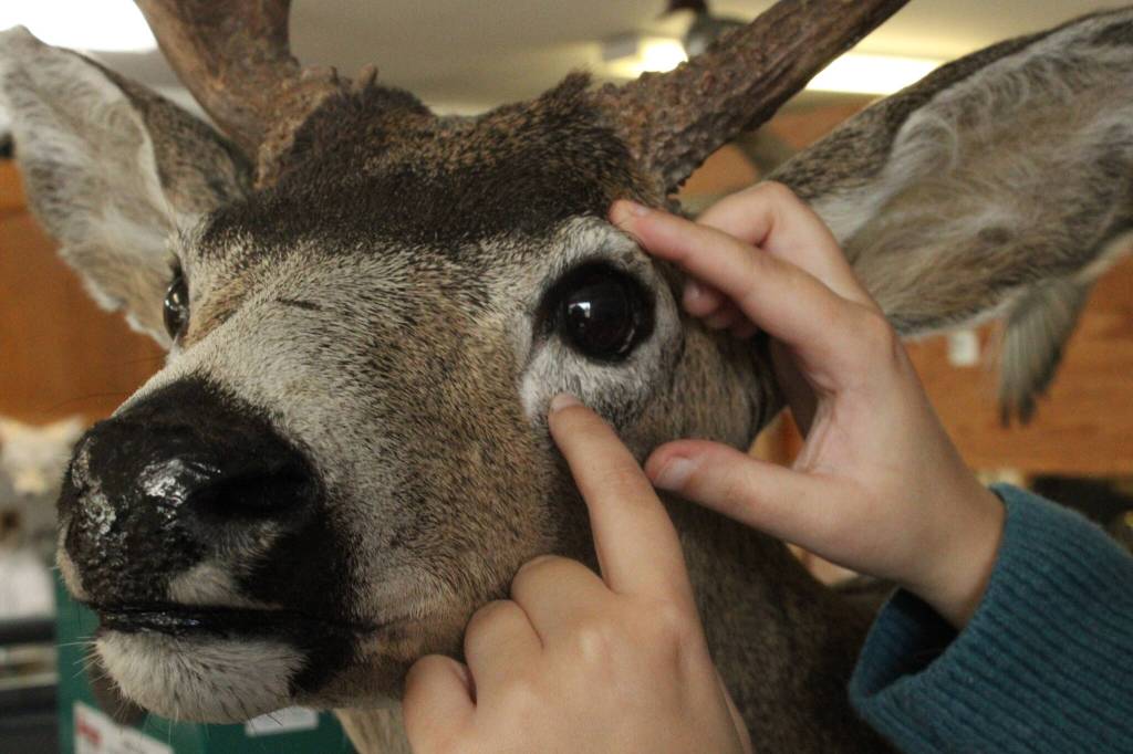 Houser explained that clay must be added to forms to give them depth, like around the eyes, mimicking the presence of bones and meat underneath skin. (Photo by Allyson Ballard)