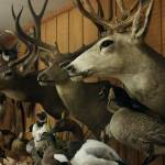 Whidbey Island Taxidermy, located off Carlton Way in Oak Harbor, houses a myriad of taxidermy birds, deer and other critters.